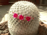 Mammillaria albilanata